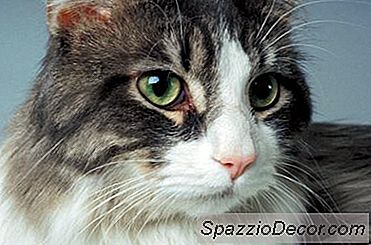 Medicamentos Para Senilidade Em Gatos