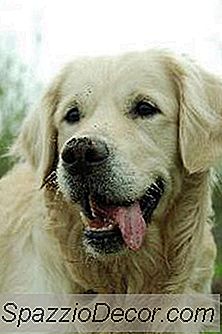 Natuurlijke Geneeswijzen Voor Slechte Adem Bij Honden