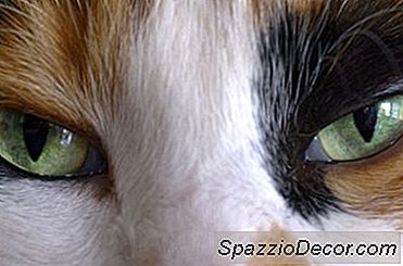 Curele Naturale Pentru Pisici Cu Ochi Fugari