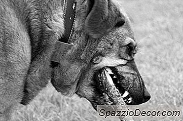 Natural Maneiras De Limpar Os Dentes Dos Cães Sem Usar Creme Dental