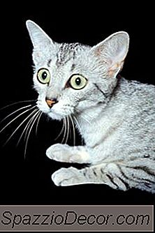 Contrações Nervosas Em Gatos