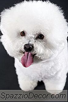 Problemas Neurológicos Em Um Bichon Frise