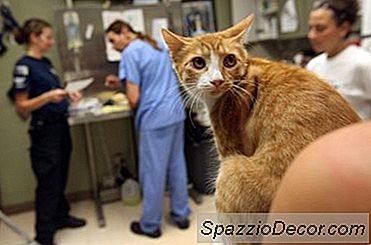 Recuperação De Cirurgia De Gato Castrada E Maca De Gato