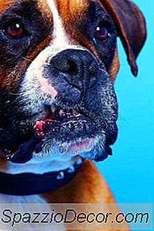 Jogo Do Cão Normal Vs. Jogo Agressivo