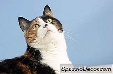 Nsaids Pour Chats