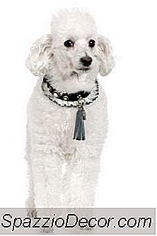 Obesidade Em Poodles