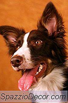 Transtorno Obsessivo Em Border Collies