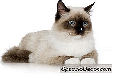 Ocazional Scaun Moale La Pisici - 2021