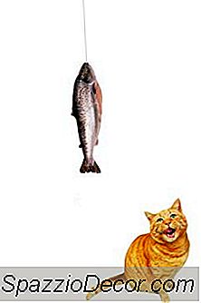 Omega 3 Vaatimukset Kissoille