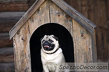 Açık Köpek Kulübesi Döşeme Fikirleri