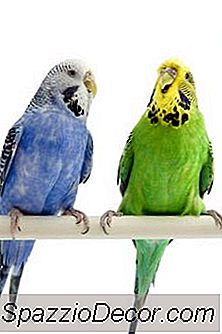 Parakeet Basics