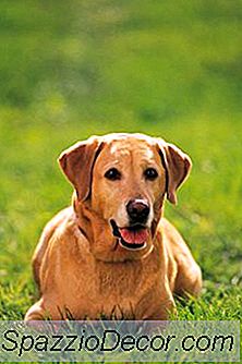 Persentase Labrador Yang Mendapat Kanker Tulang