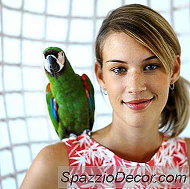 Personalidades De Espécies De Papagaios