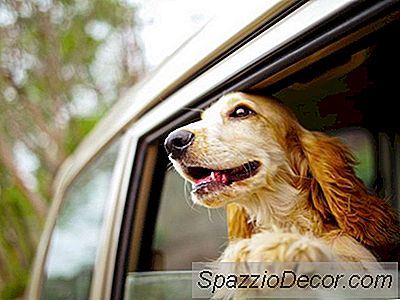 Pet Q&A: Köpeğim Arabadaki Kuruyemişlere Gitti