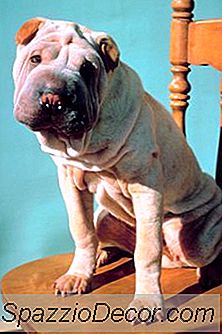 Haustiere Fakten Für Den Shar Pei