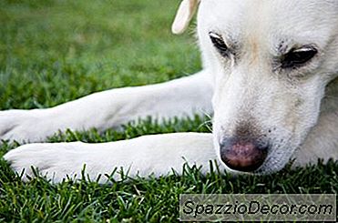 Fenobarbital Para Convulsões Em Labradores