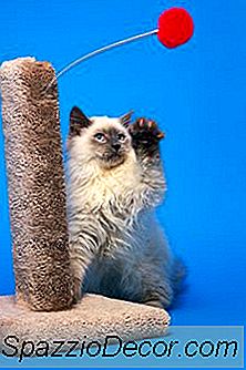 Chơi Cấu Trúc Cho Mèo