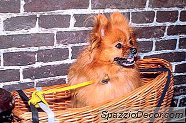 Penjagaan Kulit Pomeranian