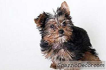 Porkie Welpen Informationen