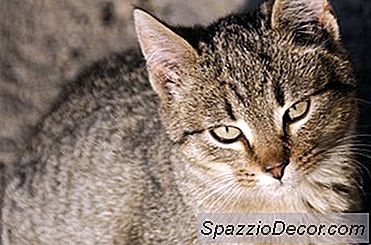 Kalium Citrate &Amp; Felines