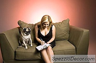 Potty Training Small Dogs In Kitty Litter