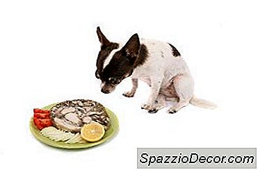 Bir Chihuahua İçin Tercih Edilen Diyetler