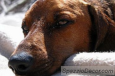 Prodotti Per Cani Handicappati Che Non Possono Usare Le Loro Zampe Posteriori