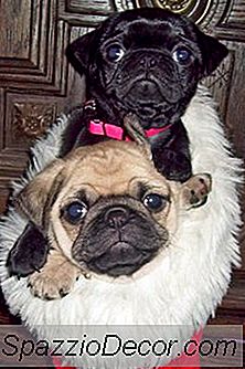 Puggle Puppy Information