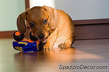 Necesidades Y Necesidades De Cachorros