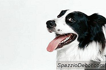 Puppy School Games