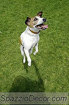 Façons Rapides Et Faciles De Calmer Un Chien Hyper