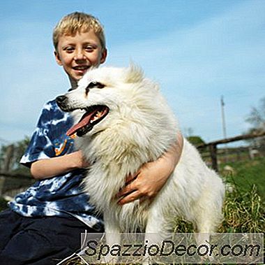 วิธีที่รวดเร็วในการ Housebreak A Pomeranian