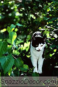 Suntikan Rabies Untuk Kucing