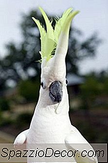 Criando Uma Cacatua