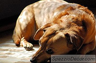 Razões Para O Cão Vómito