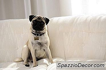 Receita Para Trufas Dog Treat