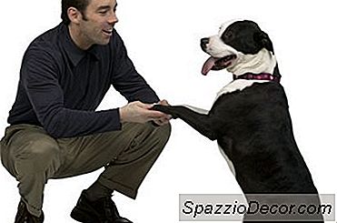 Uma Receita Para Fácil De Fazer Cão Trata Sem Fermento