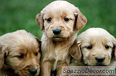 Recomendado Puppy Food