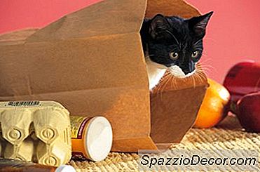 猫におすすめのワクチン