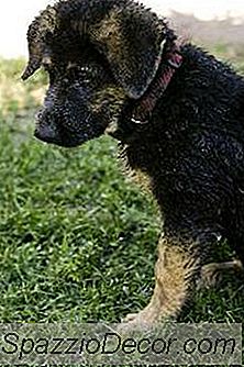 Remedies Om Uw Hond Beter Te Laten Ruiken