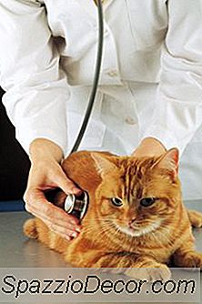 Jangkitan Pernafasan Di Kucing