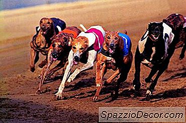 Rabdomyolyse Bij Windhonden