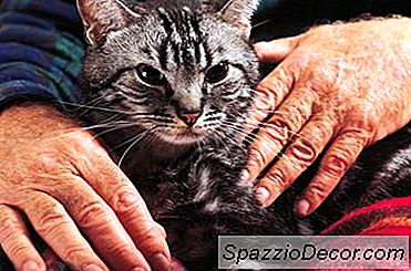 Reumatismul La Pisici