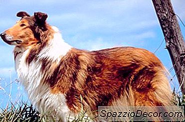A Rough Collie E General Anesthesia