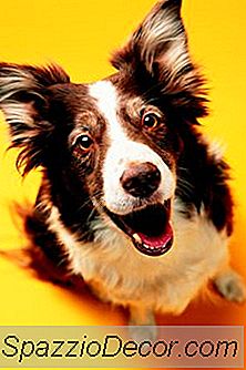 Grova Collies &Amp; Ångest