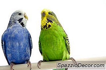 Segurança Para Periquitos Budgie