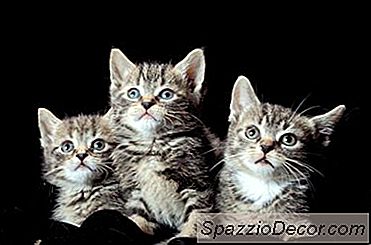 Schurft Bij Kittens