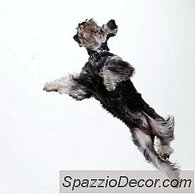 Schnauzers &Amp; Blaasstenen