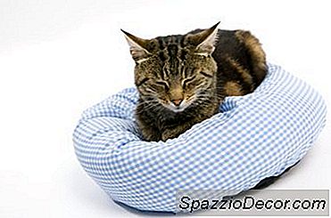 Sciatica In Gatti