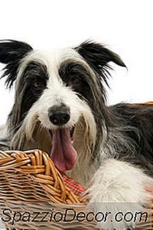 Auswahl Von Hundebetten